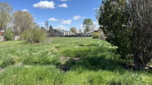 An empty lot with tall, green grass and small trees on both sides.