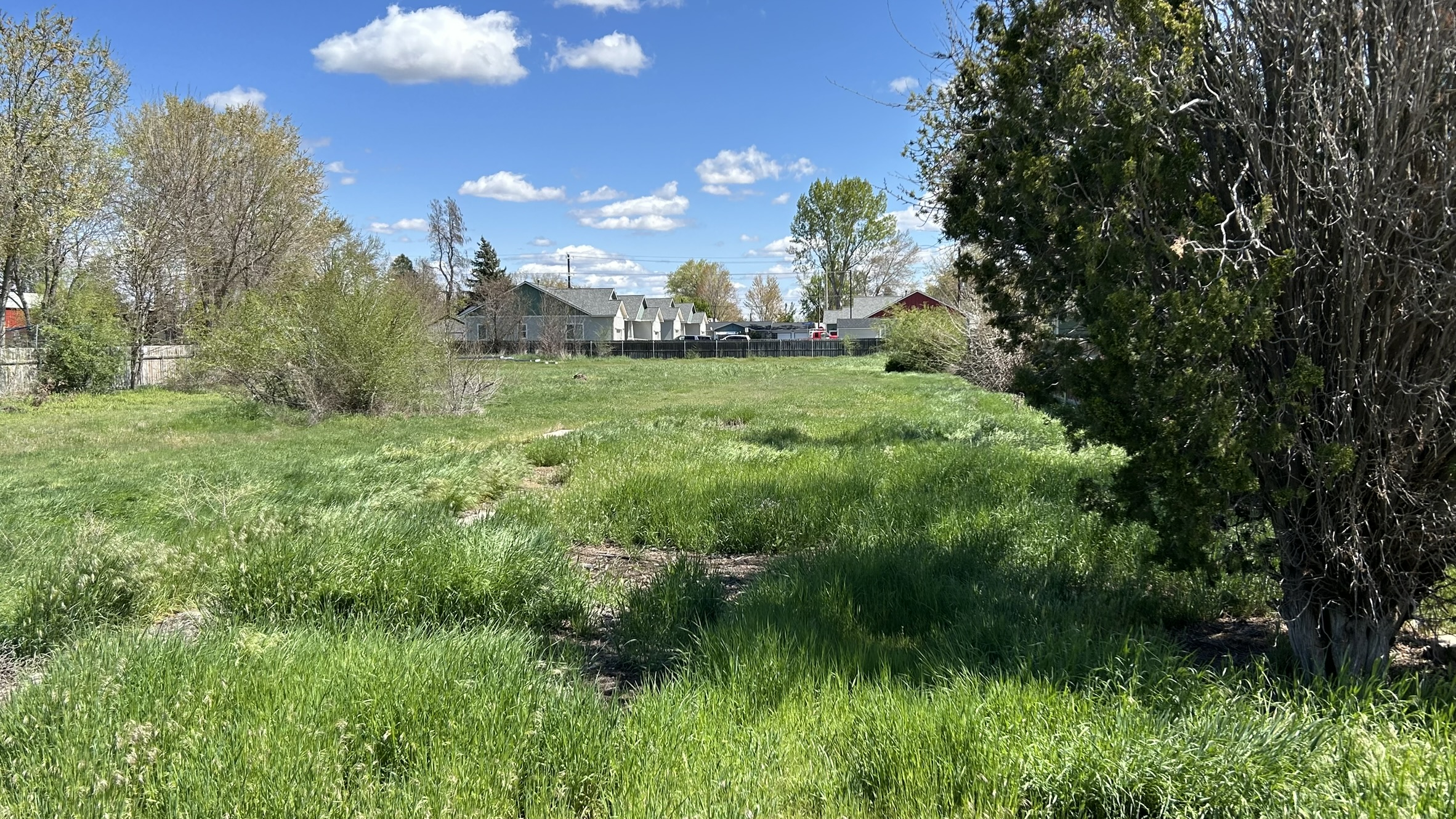 An empty lot with tall, green grass and small trees on both sides.